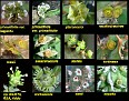 Euphorbia (2)
